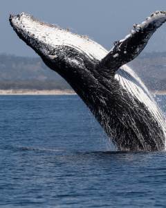la agilidad de la ballena